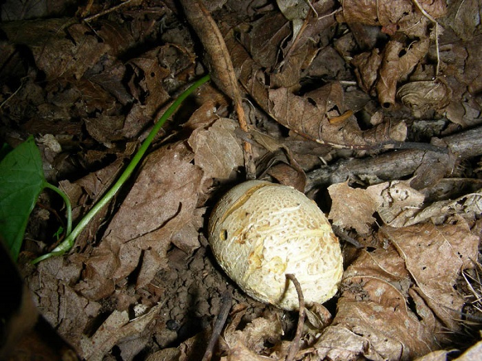 1100Luglio vecchio ritrovamento